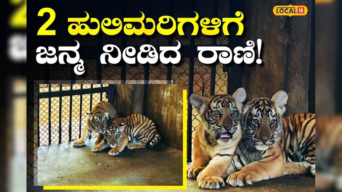 Pilikula: ಪಿಲಿಕುಳ ಜೈವಿಕ ಉದ್ಯಾನವನದಲ್ಲಿ 2 ಮರಿಗಳಿಗೆ ಜನ್ಮ ನೀಡಿದ ರಾಣಿ ಹುಲಿ! | Rani Tiger gave born to two cubs in Pilikula Biological Park
